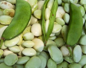 White Dixie Butterpea Seeds, NON-GMO (30 Seeds)