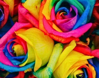 May include: Close-up of several rainbow roses. The petals display a vibrant spectrum of colors, including red, pink, yellow, green, blue, and purple. The roses are in full bloom, showcasing their layered petals and intricate details.