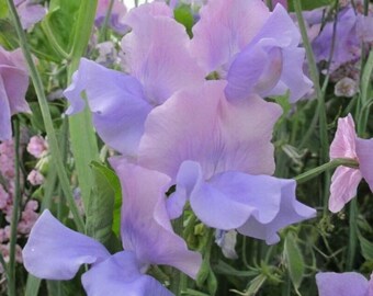 Glynne Collins Sweet Pea Seeds - 50 Seeds