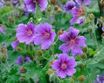 Himalayan Cranesbill Geranium Seeds - 25 Seeds