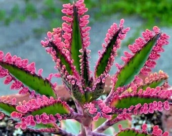 カランコエ ピンクバタフライ 多肉植物 盆栽 鉢植え 種子 50個入り