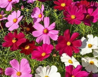 Cosmos Seed Mix , 140 Seeds