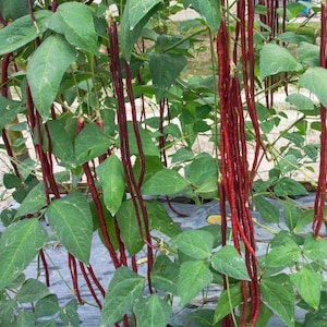 Può includere: Primo piano di una pianta con fagioli rossi lunghi e sottili appesi a foglie verdi. I fagioli sono il punto focale, con il loro colore vibrante che contrasta con il fogliame verde. La pianta sembra crescere in un giardino.