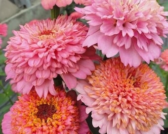 Cupcakes Pink Mix Zinnia Seeds, 100 Seeds Fast Shipping