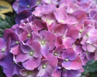 Semillas de hortensia rosa champán, flor enana para bonsái (20 semillas). Envío rápido.