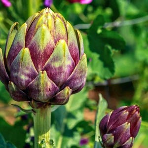 May include: Close-up of a vibrant artichoke with purple and green hues. The artichoke's layered petals are visible, with a green stem. Another artichoke bud is in the background, with green foliage. The image is well-lit, highlighting the vegetable's texture.