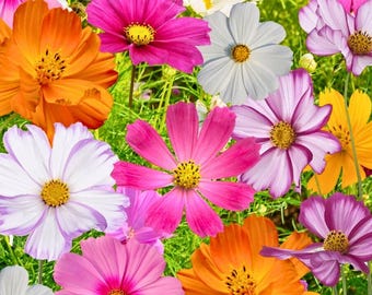 MIX Cosmos Flowers , 10 Cosmos Varieties, 140 Seeds Fast Shipping