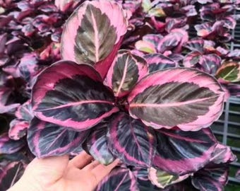 Calathea Couture de puntas moradas (variedad rara) para interior o exterior - 25 semillas