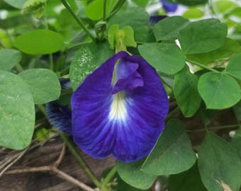 Clitoria ternatea Schmetterlingserbsen Blau blühende Rebe für Gärten 50 Samen Schneller Versand
