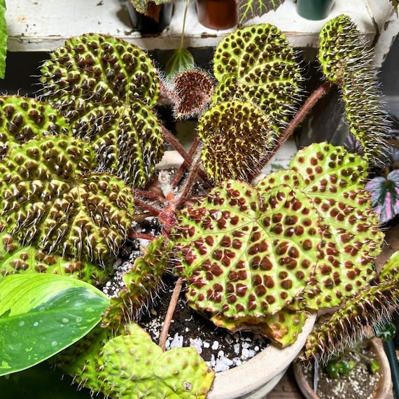 Melanobullata Begonia Seeds, 25 Seeds Fast Shipping