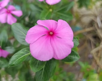 Può includere: Primo piano di fiori rosa vibranti con cinque petali, ciascuno con un centro rosa più scuro. I fiori sono circondati da foglie verdi, creando una scena naturale e colorata. L'immagine è ben illuminata, evidenziando i dettagli dei petali e delle foglie.