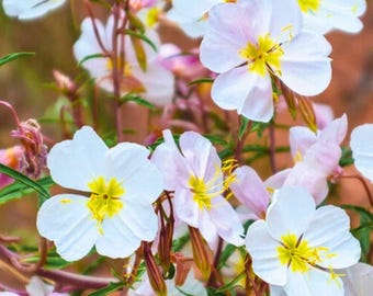 Pale Evening Primrose Seeds Non-GMO - 100 Seeds