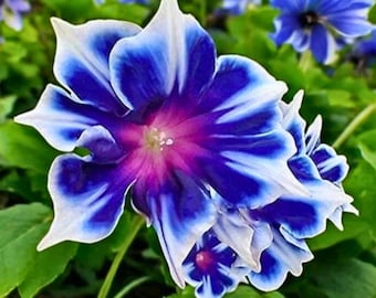 May include: Close-up of a vibrant blue and white flower with a deep purple center. The petals have a striped pattern, and the flower is surrounded by green leaves and other blue flowers in the background. A beautiful floral arrangement.