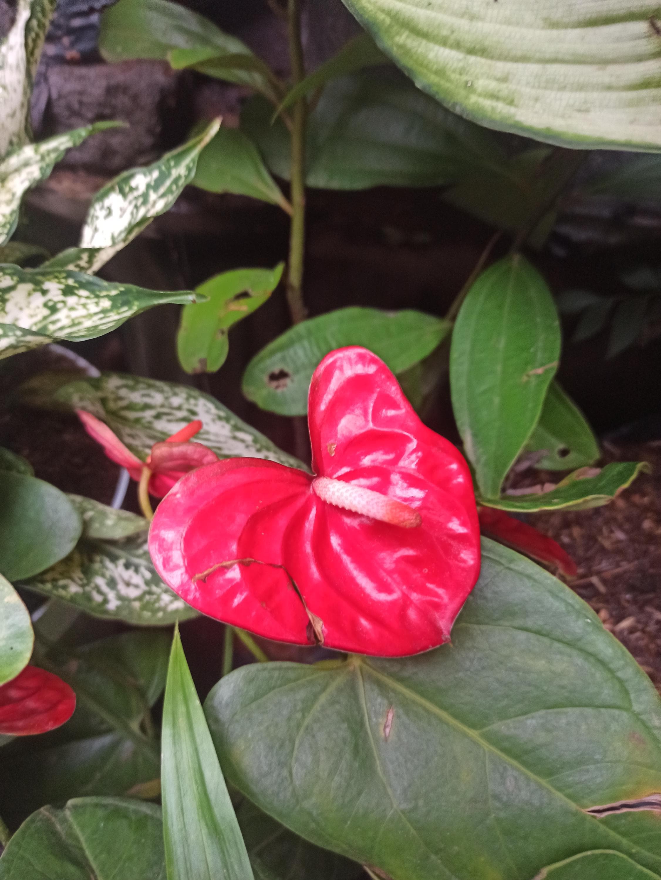 Rare anthurium - Etsy 日本