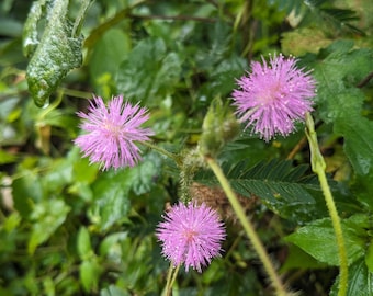Nasiona Mimosa Pudica – Roślina wrażliwa, różowe kwiaty (100 nasion)