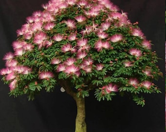 Pink Fairy Duster Tree - Calliandra enophylla - 10 Seeds