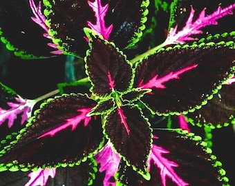 Easy Grow Tri-Color Coleus Seeds Pink, Black & Green Foliage - 20 Seeds Fast Shipping