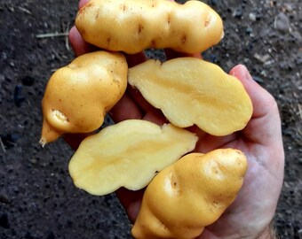 Melosilla Potato Seeds - 4 Seeds
