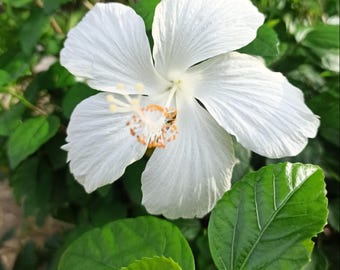 白いハイビスカスの花 20粒、珍しいエキゾチックな花を咲かせる植物