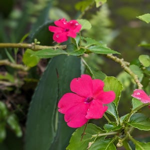 May include: A close-up shot of bright pink flowers with five petals, set against a backdrop of green leaves. The flowers are in full bloom, displaying their vivid colour and delicate structure. The image captures the natural beauty of the plant.
