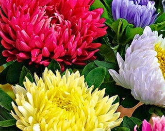 May include: A cluster of vibrant aster flowers featuring a large, deep red bloom, a bright yellow bloom, a light purple bloom, and a white bloom with a yellow center, all surrounded by lush green leaves and foliage.
