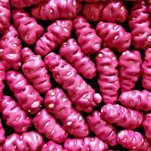 May include: Close-up of a collection of vibrant pink oca tubers. The tubers have an elongated, irregular shape with small, white spots. The background is a solid black, highlighting the bright color and texture of the oca.