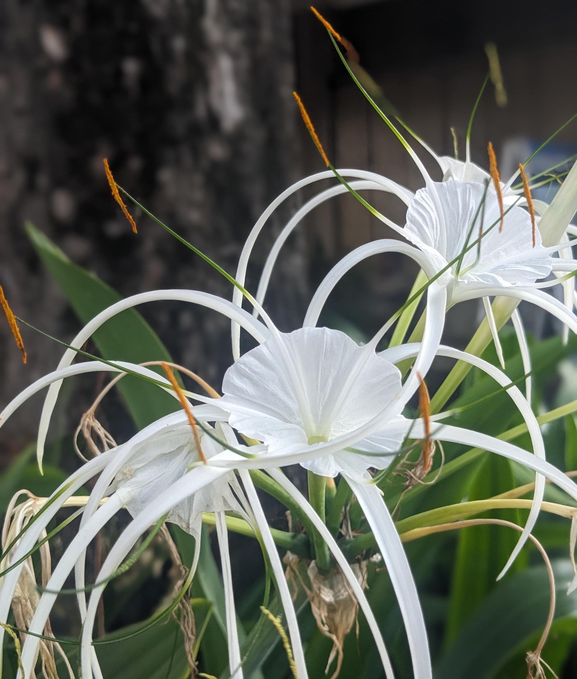 White Flowers Spider Lily and Lily Fragrance Ornamental Plants Seed, 100  Seeds Fast Shipping - Etsy Israel