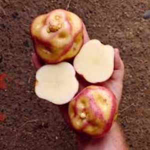 Maco Reina Potato seeds - 4 Seeds