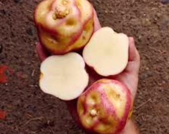 Maco Reina Potato seeds - 4 Seeds