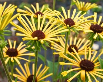 Henry Eilers Rudbeckia Seeds - 200 Seeds