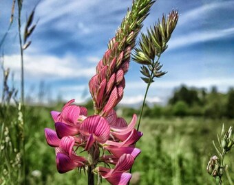 Pink Sainfoin (Onobrychis viciifolia) - 100 Seeds