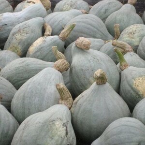 Puede incluir: Un conjunto de calabazas azul-grisáceas con piel texturizada y tallos marrones. Las calabazas son de varios tamaños y formas, llenando el encuadre. La imagen es un primer plano, mostrando los detalles naturales de las calabazas.
