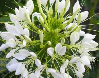 White Queen Cleome Seeds Non-GMO - 100 Seeds