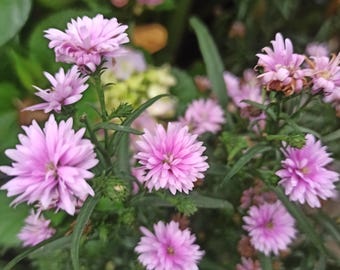 Aster Blumensamen, 100 Samen Schneller Versand