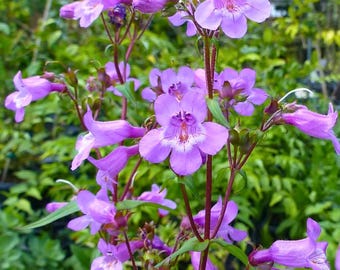Non-GMO Penstemon One Sides Purple Perennial Beardtongue Hummingbirds Flower, 500 Seeds Fast Shipping