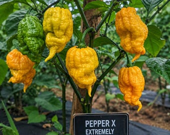 Pepper X Seeds - 50 Seeds