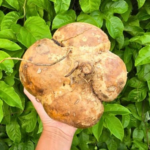 May include: A large, irregularly shaped, brown jicama root is held in a hand, set against a backdrop of vibrant green leaves. The root has a rough, textured surface with a few visible roots and a light brown color.