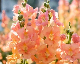 Chantilly Light Salmon Snapdragon Seeds - 1000 Seeds