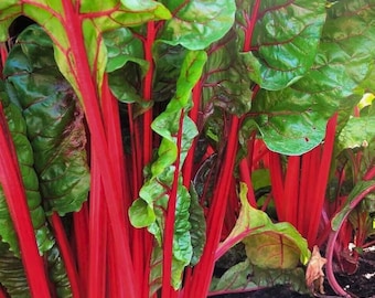 Semi di bietola da coste svizzera e rabarbaro, rosso vivo, NON OGM (35 semi)