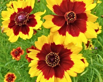 Plains Coreopsis Seeds Non-GMO - 300 Seeds