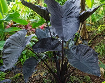 Colocasia Black (Elephant Ear Plant) Magic Seeds - 2 Seeds
