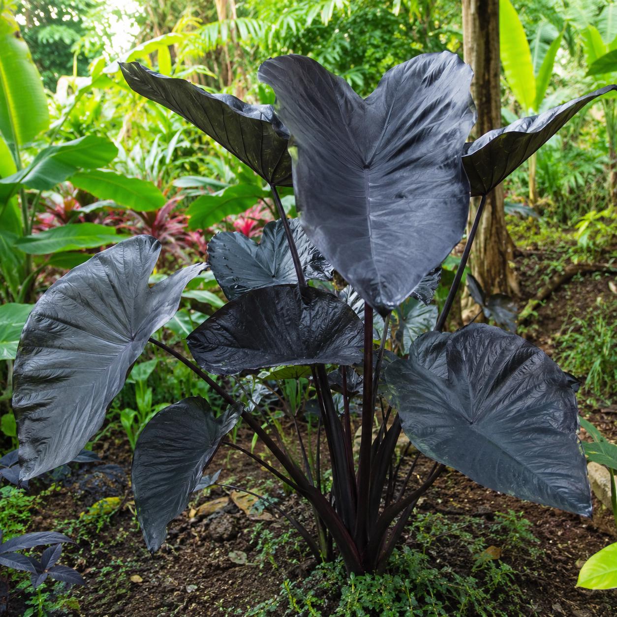 Colocasia black - Etsy 日本 Colocasia black - Etsy 日本