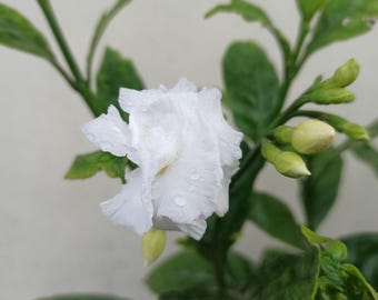 Jazmín del Cabo, Gardenia, Semillas para Jardín Casero en Maceta, 5 Semillas, Envío Rápido