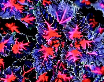 Rare Coleus Black Dragon Lulu Seeds - Ornamental Flower Plant , 25 Seeds Fast Shipping