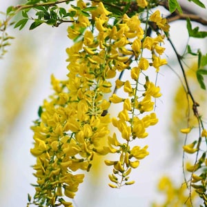 Golden Chain Tree - Laburnum alpinum - 20 Seeds