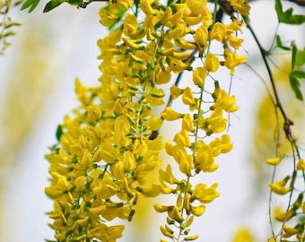 Golden Chain Tree - Laburnum alpinum - 20 Seeds