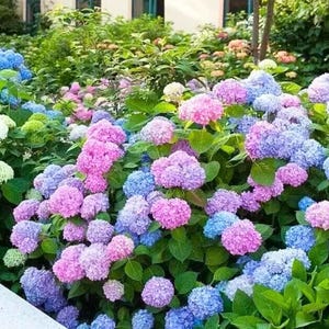 May include: A vibrant display of hydrangea flowers in full bloom. The blossoms showcase a range of colors, including pink, purple, and blue, set against lush green foliage. The image captures a garden scene with a variety of hydrangea blooms.