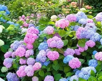 Semillas de hortensia china azul enana, ideal para el hogar y el jardín (100 semillas)