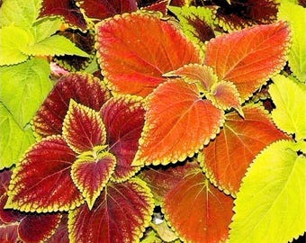 Mix COLEUS Rainbow Seeds - 500 Seeds Fast Shipping