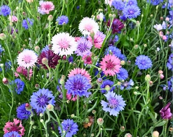 Bachelor Button Dwarf Polka Dot Mix (Centaurea cyanus) Seeds, 250 Seeds Fast Shipping